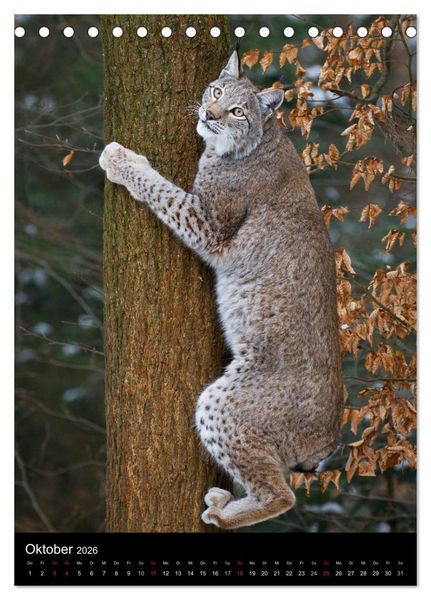 Produktbild: Der Luchs - Europas gr&ouml;&szlig;te Samtpfote (Tischkalender 2026 DIN A5 hoch), CALVENDO Monatskalender