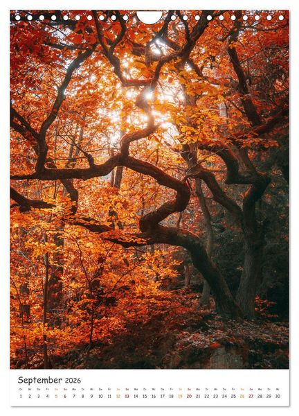 Produktbild: B&auml;ume im Harz (Wandkalender 2026 DIN A4 hoch), CALVENDO Monatskalender