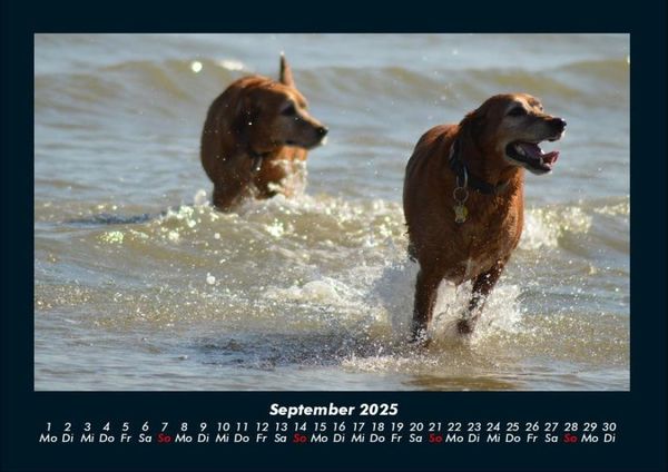 Produktbild: Hundezauber 2025 Fotokalender DIN A4