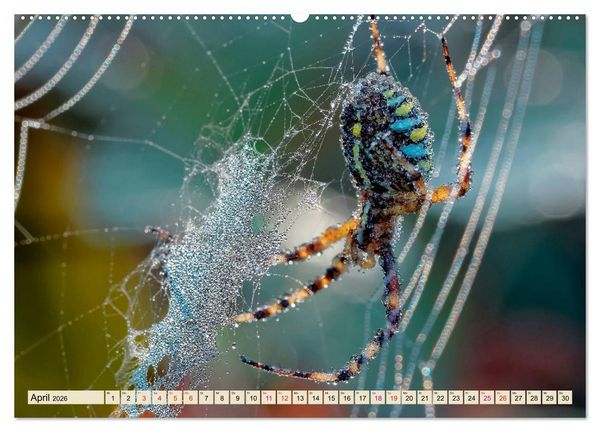 Produktbild: Spinnennetze - Wunder der Natur (Wandkalender 2026 DIN A2 quer), CALVENDO Monatskalender