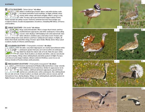 Produktbild: Birds of the Mediterranean: A Photographic Guide