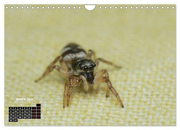 Produktbild: Araign&eacute;es et insectes (Calendrier mural 2026 DIN A4 vertical), CALVENDO calendrier mensuel