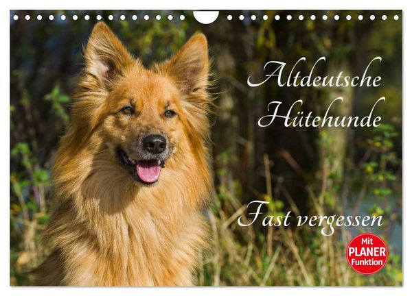 Altdeutsche Hütehunde - Fast vergessen (Wandkalender 2026 DIN A4 quer), CALVENDO Monatskalender