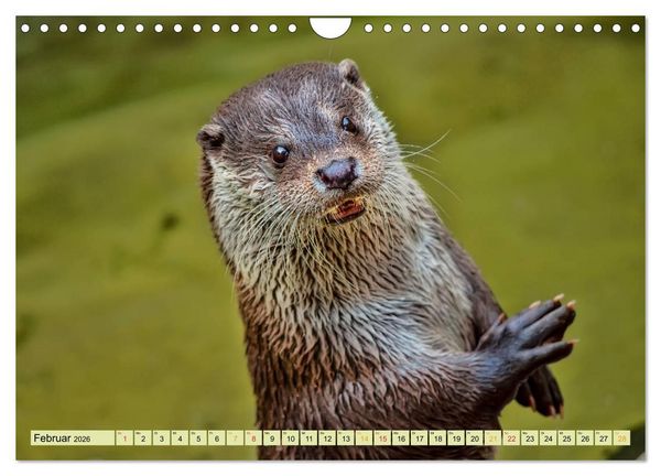 Produktbild: Fischotter - putzige Kerlchen und elegante Schwimmer (Wandkalender 2026 DIN A4 quer), CALVENDO Monatskalender