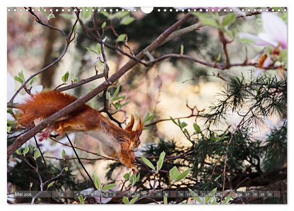 Produktbild: Eichh&ouml;rnchen am Fenster (Wandkalender 2026 DIN A3 quer), CALVENDO Monatskalender