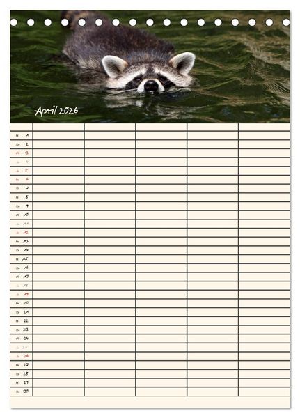 Produktbild: Waschb&auml;ren Familienplaner (Tischkalender 2026 DIN A5 hoch), CALVENDO Monatskalender