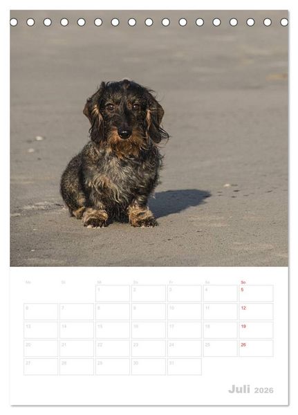 Produktbild: Der Dackel - mein kleiner Freund (Tischkalender 2026 DIN A5 hoch), CALVENDO Monatskalender