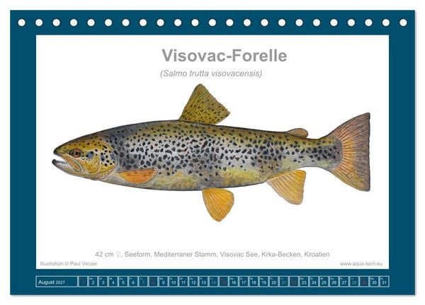 Produktbild: Fisch als Kunst 2027: Seeforellen (Tischkalender 2027 DIN A5 quer), CALVENDO Monatskalender