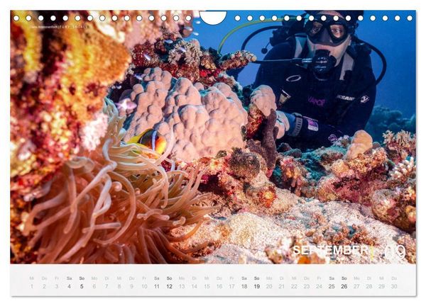 Produktbild: Die sch&ouml;nsten Korallenriffe zum Tauchen in &Auml;gypten (Wandkalender 2027 DIN A4 quer), CALVENDO Monatskalender