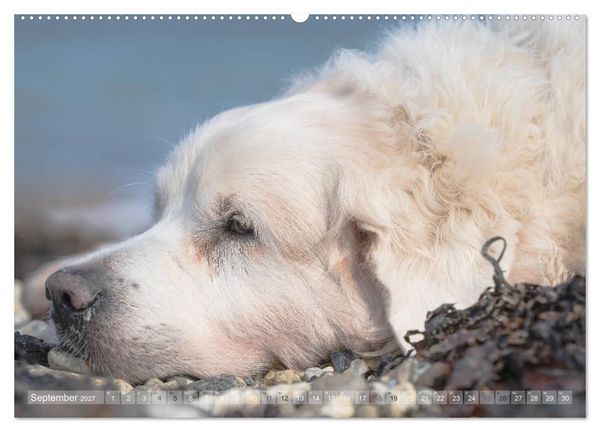 Produktbild: Mit Hunden an den Str&auml;nden von Nord- und Ostsee (hochwertiger Premium Wandkalender 2027 DIN A2 quer), Kunstdruck in Hochglanz
