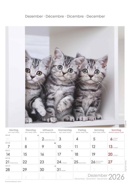 Katzen 2026 - Bildkalender 23,7x34 cm - Kalender mit Platz für Notizen - mit vielen Zusatzinformationen - Cats - Wandkalender - Alpha Edition