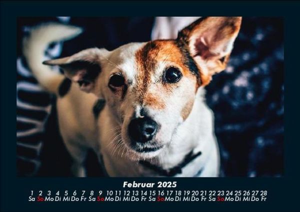 Produktbild: Hundezauber 2025 Fotokalender DIN A5