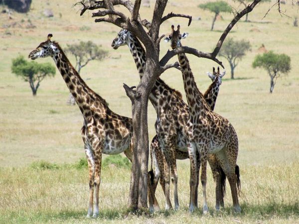 Produktbild: CALVENDO Puzzle Giraffen in der Masai Mara | 1000 Teile Lege-Gr&ouml;&szlig;e 64x48cm Foto-Puzzle f&uuml;r gl&uuml;ckliche Stunden