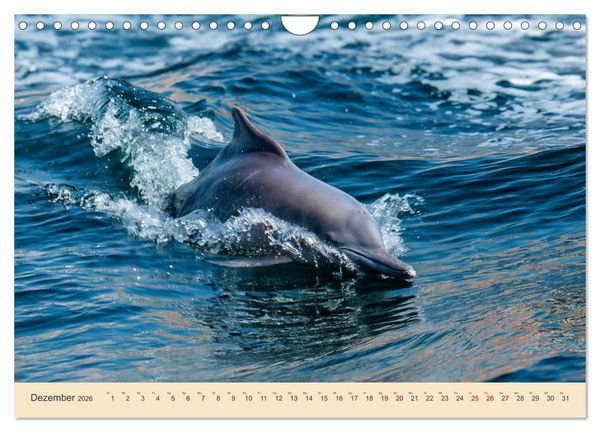 Produktbild: Musandam - Die omanische Exklave im geheimnisvollen Orient (Wandkalender 2026 DIN A4 quer), CALVENDO Monatskalender