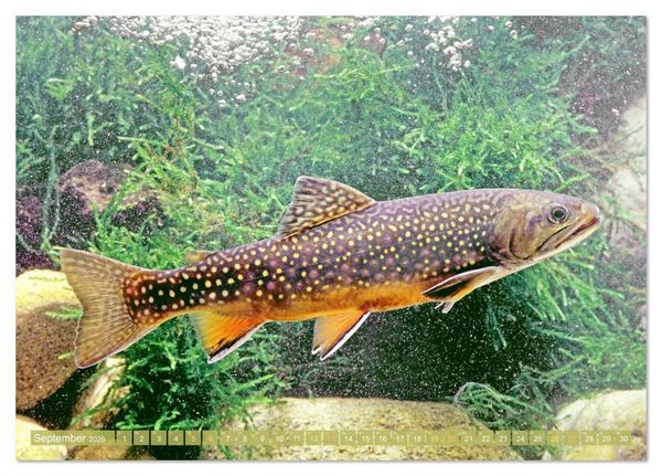 Produktbild: Forelle, Hecht und St&ouml;r: Fische in europ&auml;ischen Gew&auml;ssern (Tischkalender 2026 DIN A5 quer), CALVENDO Monatskalender