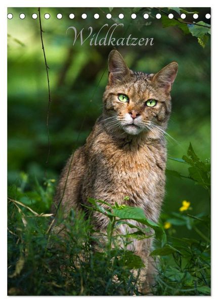 Produktbild: Wildkatzen - scheue J&auml;ger (Tischkalender 2026 DIN A5 hoch), CALVENDO Monatskalender