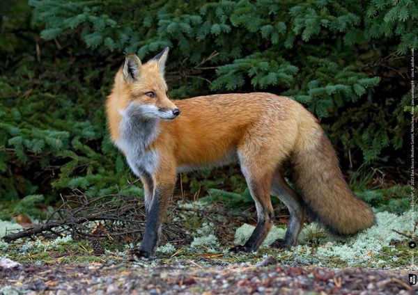Produktbild: Eule, Fuchs und Hirsch. Tiere im Wald