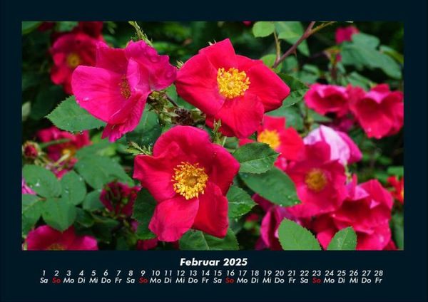 Produktbild: Blumen & Pflanzen 2025 Fotokalender DIN A4