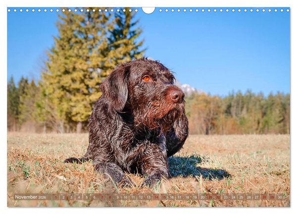 Produktbild: Pointer Power (Wall Calendar 2026 DIN A3 landscape), CALVENDO 12 Month Wall Calendar