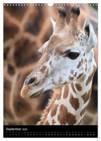 Produktbild: Wildlife 2026 (Wandkalender 2026 DIN A3 hoch), CALVENDO Monatskalender