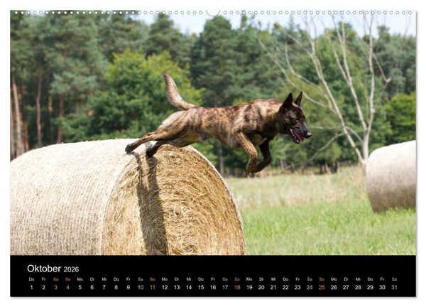 Produktbild: Holl&auml;ndischer Sch&auml;ferhund (hochwertiger Premium Wandkalender 2026 DIN A2 quer), Kunstdruck in Hochglanz