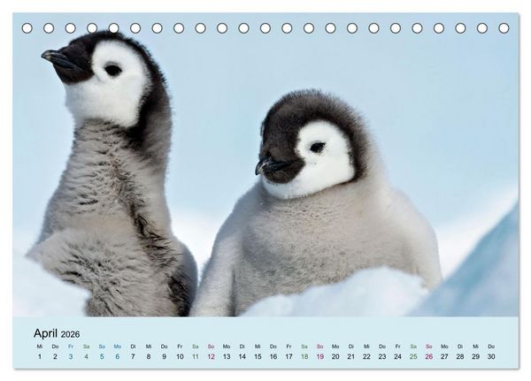 Produktbild: Tierkinder in Eis und Schnee (Tischkalender 2026 DIN A5 quer), CALVENDO Monatskalender