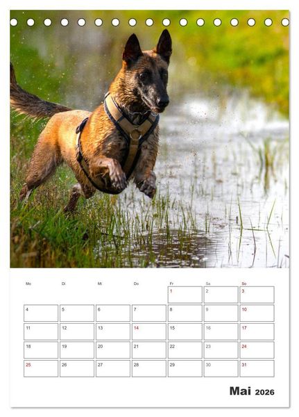 Produktbild: Malinois Power auf vier Pfoten (Tischkalender 2026 DIN A5 hoch), CALVENDO Monatskalender