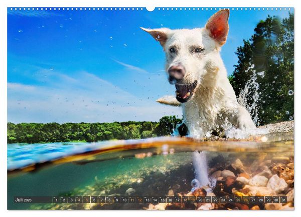 Produktbild: bunte Tierfotografie an Land und im Wasser (hochwertiger Premium Wandkalender 2026 DIN A2 quer), Kunstdruck in Hochglanz