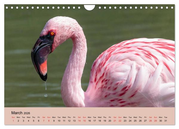 Produktbild: Just Flamingos (Wall Calendar 2026 DIN A4 landscape), CALVENDO 12 Month Wall Calendar
