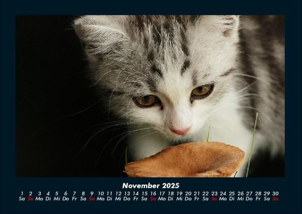 Produktbild: F&uuml;r Katzenfreunde 2025 Fotokalender DIN A4