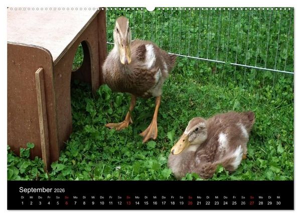 Produktbild: Laufentenk&uuml;ken - Sunny (Wandkalender 2026 DIN A2 quer), CALVENDO Monatskalender