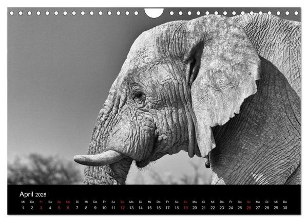 Produktbild: Elefanten Schwarz - Weiss (Wandkalender 2026 DIN A4 quer), CALVENDO Monatskalender