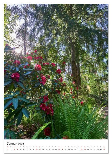 Produktbild: Zauberhafte Rhododendren (Tischkalender 2026 DIN A5 hoch), CALVENDO Monatskalender