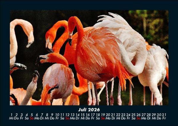Produktbild: Tierkalender 2026 Fotokalender DIN A5