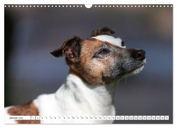 Produktbild: Jack Russell - Klein, aber oho! (Wandkalender 2026 DIN A3 quer), CALVENDO Monatskalender