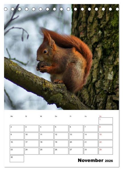 Produktbild: Niedliche Eichh&ouml;rnchen (Tischkalender 2026 DIN A5 hoch), CALVENDO Monatskalender