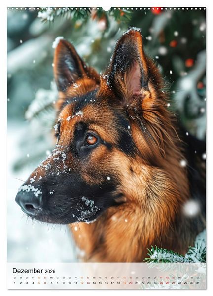 Produktbild: Deutscher Sch&auml;ferhund - mutig und zuverl&auml;ssig (hochwertiger Premium Wandkalender 2026 DIN A2 hoch), Kunstdruck in Hochglanz