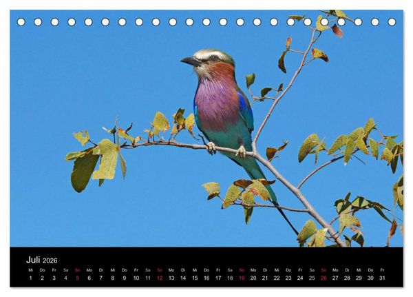 Produktbild: V&ouml;gel (Tischkalender 2026 DIN A5 quer), CALVENDO Monatskalender