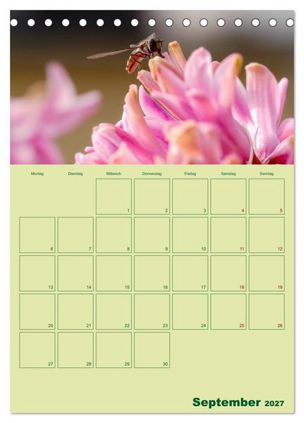 Produktbild: Die Welt der Insekten (Tischkalender 2027 DIN A5 hoch), CALVENDO Monatskalender