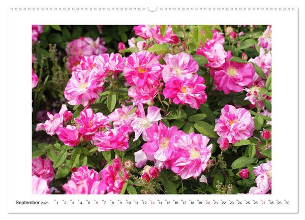 Produktbild: Rosengl&uuml;ck (hochwertiger Premium Wandkalender 2026 DIN A2 quer), Kunstdruck in Hochglanz