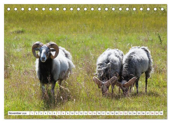 Produktbild: Gotland - Sonneninsel in der Ostsee (Tischkalender 2026 DIN A5 quer), CALVENDO Monatskalender