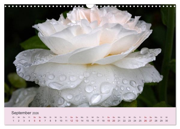 Produktbild: Rosen Reigen im Garten (Wandkalender 2026 DIN A3 quer), CALVENDO Monatskalender