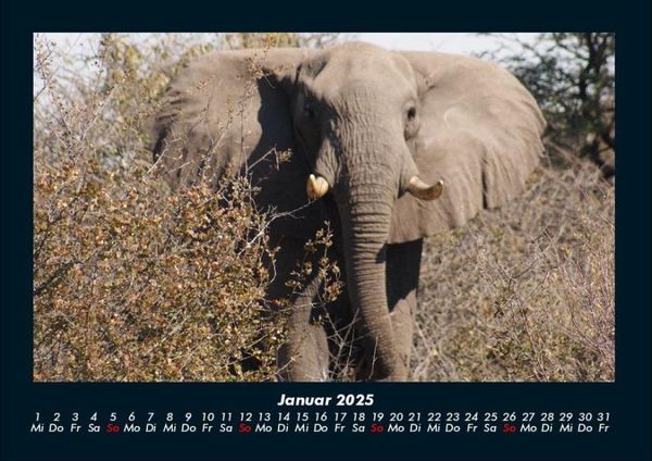 Produktbild: Elefanten - Die sanften Riesen Afrikas 2025 Fotokalender DIN A4