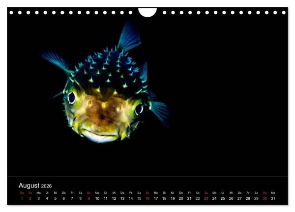 Produktbild: Faszination Makro Unterwasser (Wandkalender 2026 DIN A4 quer), CALVENDO Monatskalender