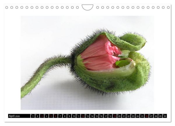 Produktbild: Mohn im Portr&auml;t (Wandkalender 2026 DIN A4 quer), CALVENDO Monatskalender