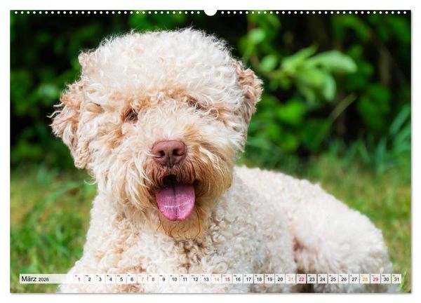 Produktbild: Lagotto Romagnolo - der Tr&uuml;ffelhund Italiens (Wandkalender 2026 DIN A2 quer), CALVENDO Monatskalender