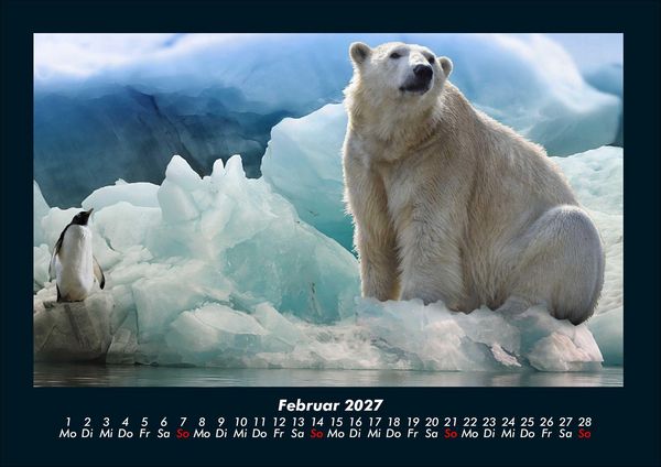 Produktbild: Pinguine & Eisb&auml;ren 2027 Fotokalender DIN A4