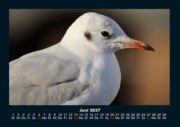 Produktbild: Welt der V&ouml;gel 2027 Fotokalender DIN A4