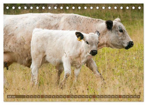 Produktbild: Galloway K&auml;lbchen - Liebenswert und lockig (Tischkalender 2026 DIN A5 quer), CALVENDO Monatskalender