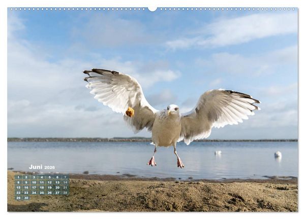 Produktbild: M&ouml;wen frech und witzig (Wandkalender 2026 DIN A2 quer), CALVENDO Monatskalender